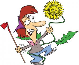 Зачем нужны эти сорняки. Лучше было бы без них?