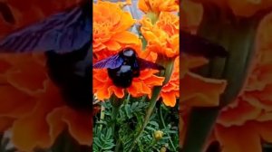 "Опыление и размножение растений"