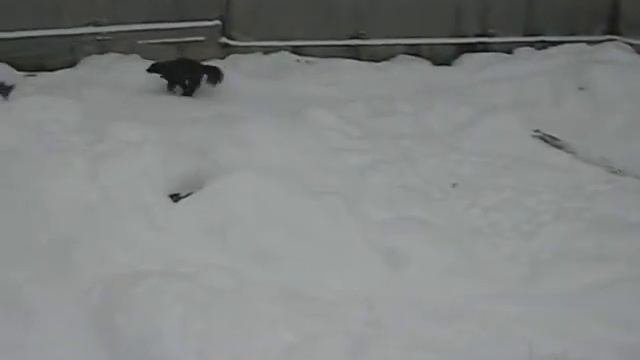 Росомаха