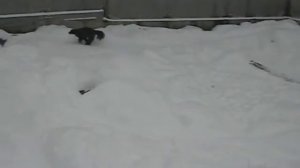 Росомаха