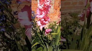 Цветение клематиса. первогодки Бал цветов,Вильделион,Хегли гибрид.....