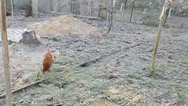 Куры зимой в холодном курятнике. Лампа обогреватель для курятника.
