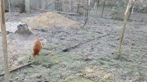 Куры зимой в холодном курятнике. Лампа обогреватель для курятника.