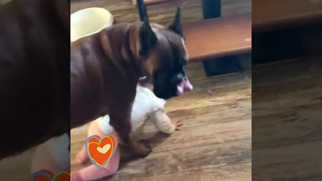 Собаки защищают детей. Или что такое забота? смотреть онлайн