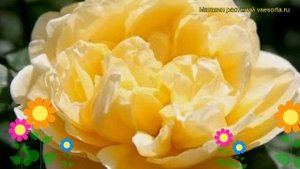 Роза кустовая Шарлот. Краткий обзор, описание характеристик, где купить саженцы Charlotte