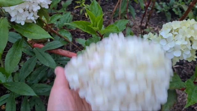 Заготовки на зиму//Гном из цемента своими руками//Обзор моих цветов в огороде//Собрала яйцо у кур смотреть онлайн