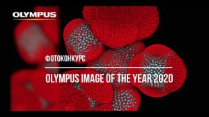 Фотоконкурс Olympus Image of the Year 2020 / Deadline 2021.01.10