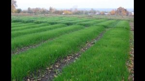 ЧТО ДЕЛАТЬ В ОГОРОДЕ В МАЕ, ЧТОБЫ ПОЛУЧИТЬ ХОРОШИЙ УРОЖАЙ? ОСНОВНЫЕ ПРИНЦИПЫ ОГОРОДА В МАЕ!!!