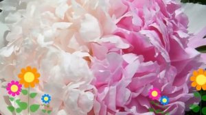 Пион молочноцветковый Mister Ed. Краткий обзор, описание характеристик, где купить саженцы