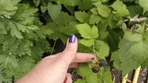 малиновое дерево сорт Брусвяна