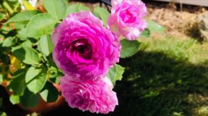 #45 Lavender Crush Rose | Climbing Rose