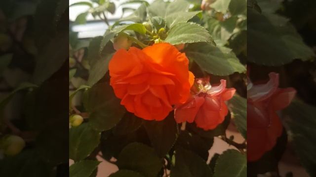 Цветущее окно (25.05.2019) смотреть онлайн