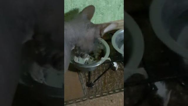 Кот ест рыбу (The cat eat a fish)