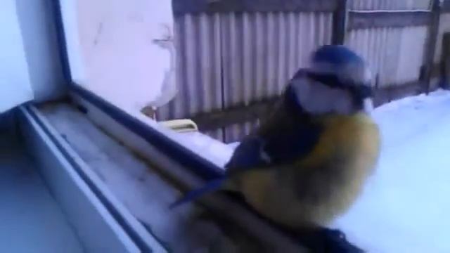 Синица в руках а журавль в небе. смотреть онлайн