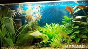 Почему гибнут аквариумные расстения.#Будни аквариума