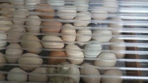 Вывод цыплят на 20 день.Всё хорошо???