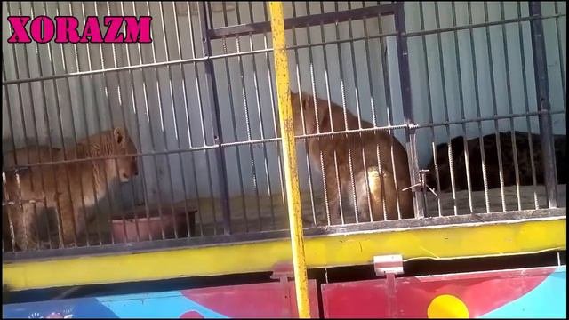 Yangiariqdagi Zoopark / Зоопарк в Янгиарике 1 часть