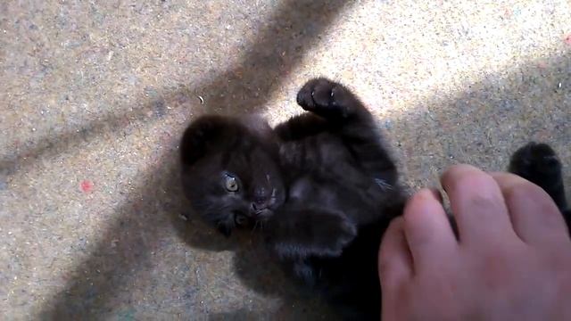 кошки без ушек смотреть онлайн