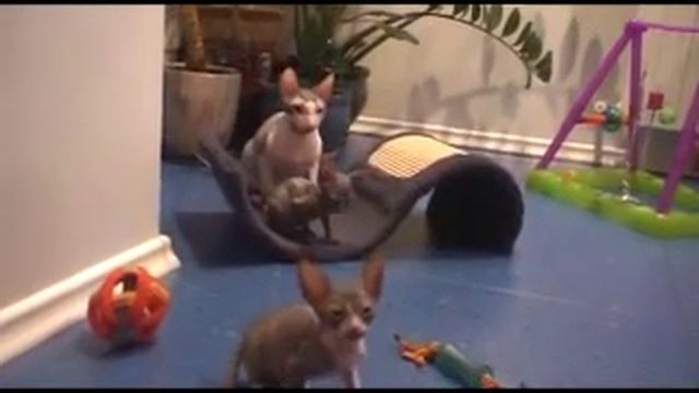 Котята донские сфинксы смотреть онлайн