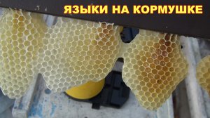 Языки из сот на кормушке. Просто красиво!