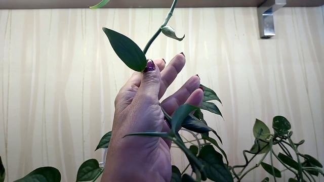 Комнатные растения. Сциндапсус/эпипремнум.