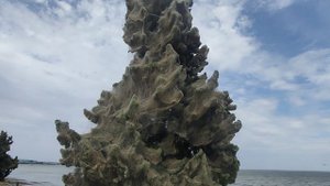 таганрог что натворили зелёные комары.mp4