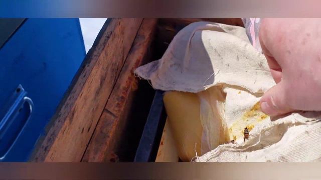 17 марта, пасека. Открытая зимовка пчел у Павла. смотреть онлайн