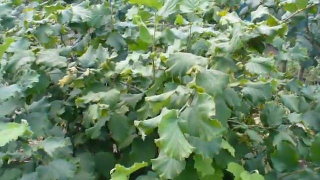 фундук Керасунд собираем УРОЖАЙ. 15.08.20. смотреть онлайн