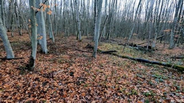 Загонная охота на косулю с собаками
