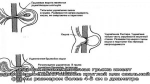 Грыжи у щенков и собак