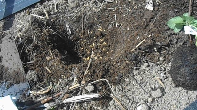 Посадка саженцев малины  из питомника Грибаново.