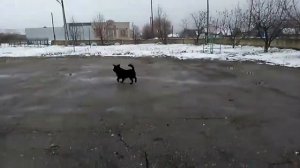 Собака гоняется за птицами !! Что делает Антон?