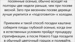 Как вырастить каштан