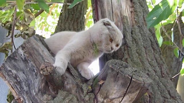 НА ДАЧЕ ВСТРЕТИЛИ ОЧЕНЬ МИЛУЮ КОШЕЧКУ...)))