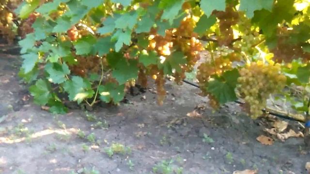 Кишмыш лучистый смотреть онлайн