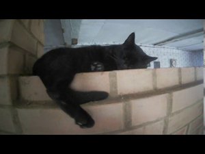 Доделал печь. Сбор урожая тыквы.