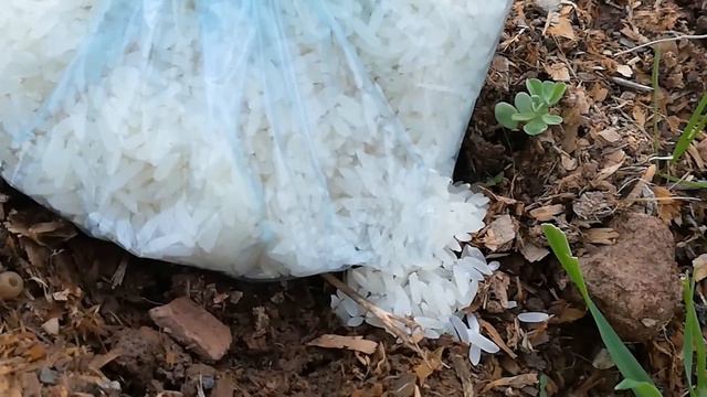 ¡TRUCO de ORO! ACABAR CON LAS HORMIGAS de las Plantas | Eliminar y Combatir Hormigas en Árboles смотреть онлайн