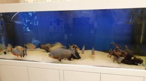 Аквариум на 1000 литров с пираньями. Содержание и уход.