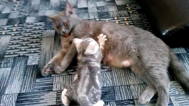 Кошка и котенок смотреть онлайн