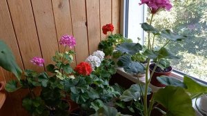 Герань нюансы ухода в августе.