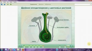 Двойное оплодотворение у цветковых растений. ОГЭ. ЕГЭ. Биология..mp4