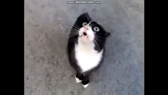 кот сатана