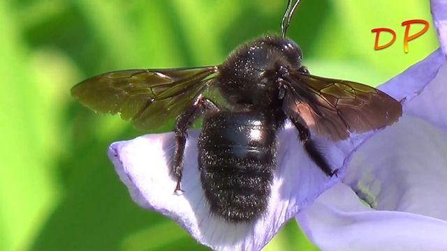 Пчела-плотник на моей даче (Уфа, май 2023). смотреть онлайн