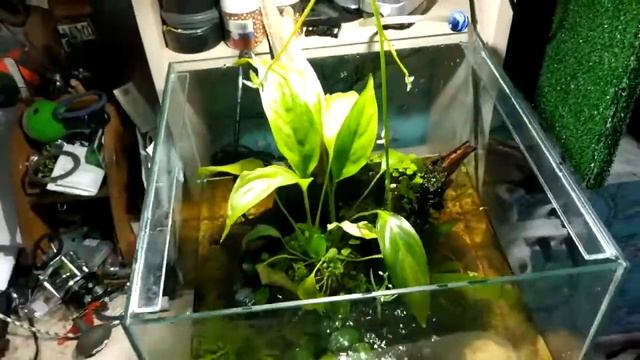 Мини палюдариум в 30 литровом аквариуме. смотреть онлайн