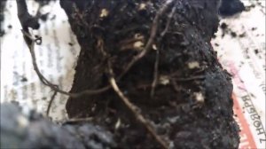 Мирабилис-однолетний или многолетний цветок?