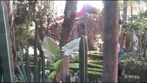 Lens_ Дом-музей Троцкого, музей Фриды Кало, Мексика