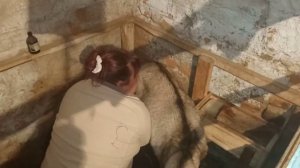 #Уплотнение у вымени #козы /#камфорное_масло в помощь / предуприждаем #мастит,