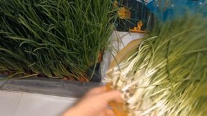 Тор 5 лучших способов выращивания лука на зелень перо проверенные годами