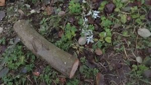 Про пилы Samurai Musha GKS-300-LH и Samurai Sentei JD-150-LH