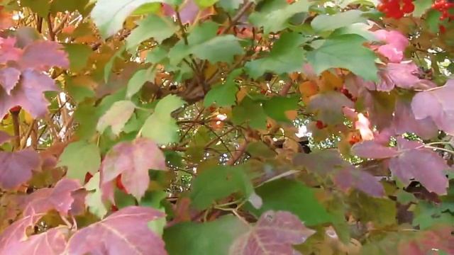 Калина. Куст и ягоды! смотреть онлайн